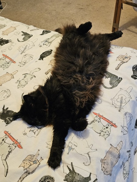 The One where TC moved to Scotland and joined the Excellent Cats