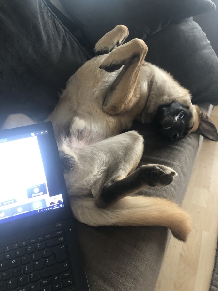 Share Your Dog Stories and Photos! 🐾 Chance to Win £100!