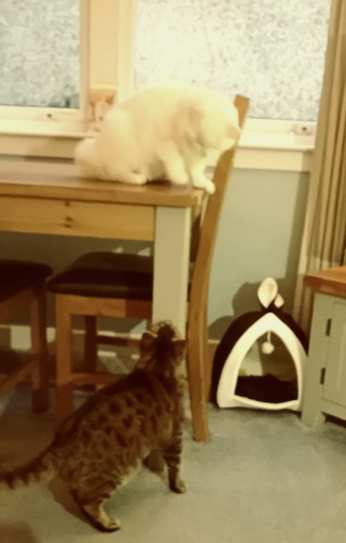 The One where TC moved to Scotland and joined the Excellent Cats