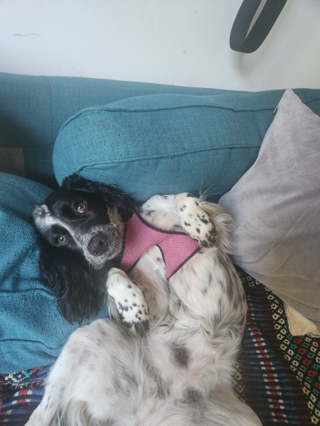 My dog reacts to Jack Russels when she's on lead and I think it's my fault