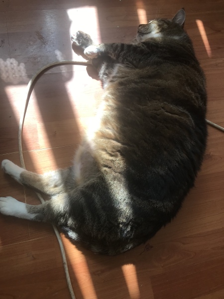 Passports, buckets and spades - the Excellent Cats go on their holidays