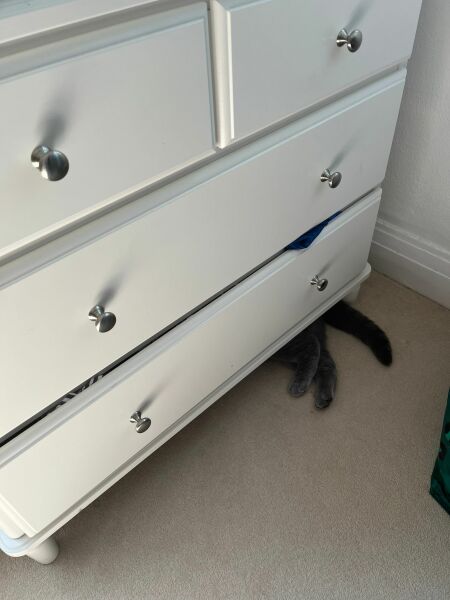 My cat ‘hiding’…. Anyone else have this??