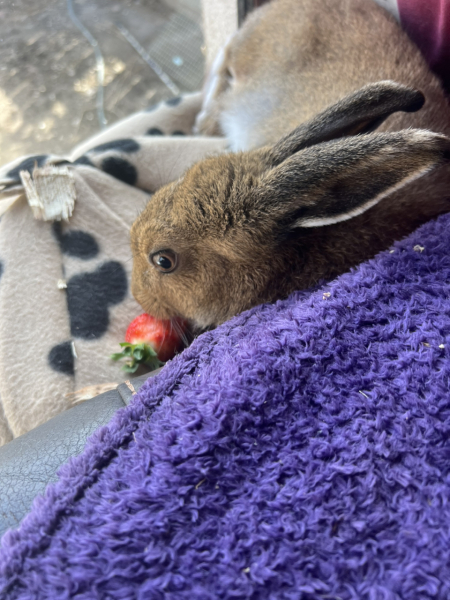 A wild rabbit has moved into my garden… WWYD?