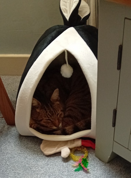 The One where TC moved to Scotland and joined the Excellent Cats