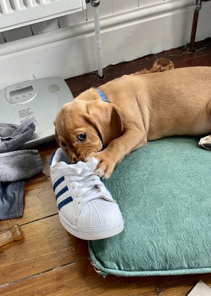 Puppy Survival Thread for New and Old Pups - Spring is around the corner!