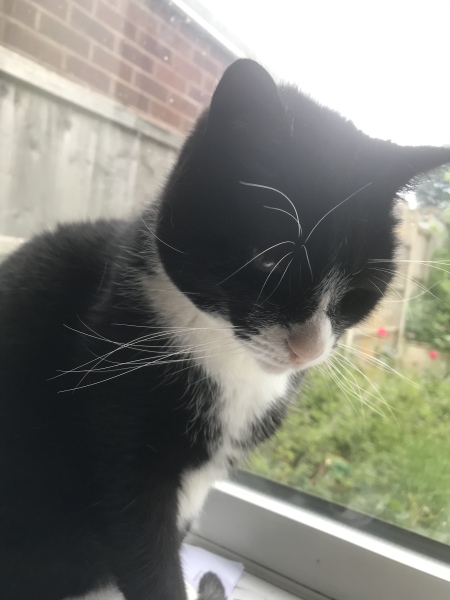 The One where TC moved to Scotland and joined the Excellent Cats