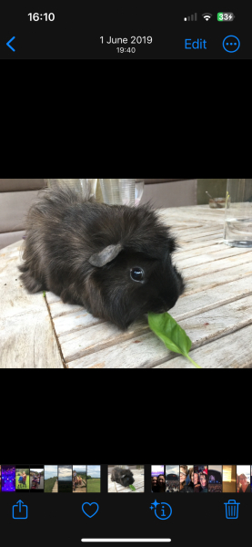 Guinea pigs and cats, knock some sense onto me please!