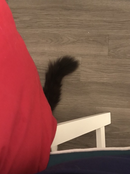 My cat ‘hiding’…. Anyone else have this??