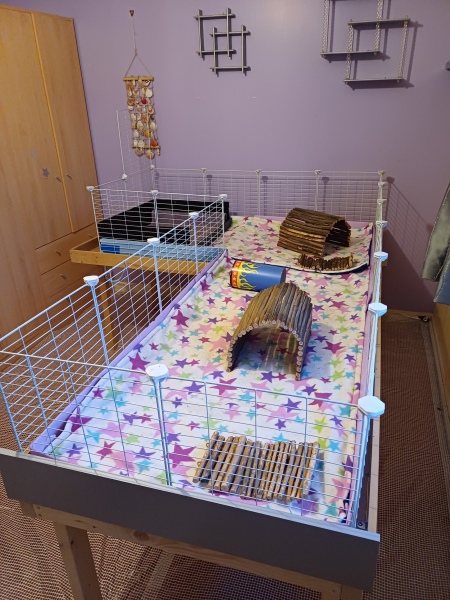 Guinea pigs - C&C cages