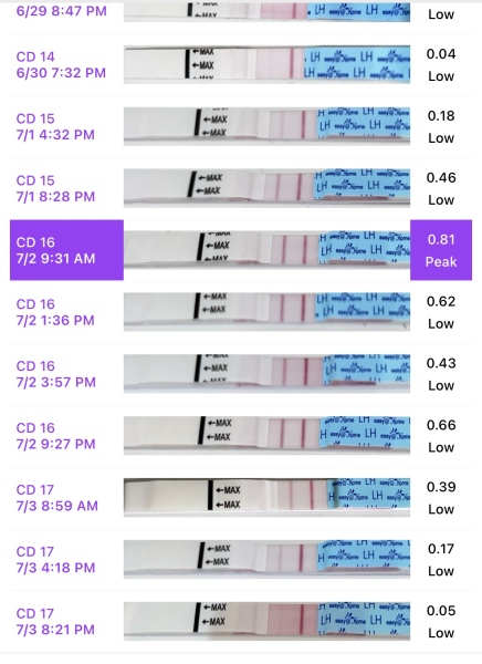 Second cycle after CP- CD16: Failed to ovulate and spotting? Help! (sensitive images!)