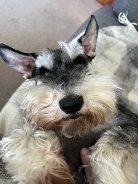 Thread 3 Starmer:  Digging has started, bigger shovel required