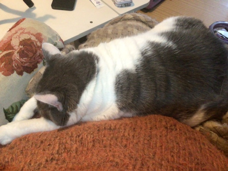 The Bluestocking is reopening