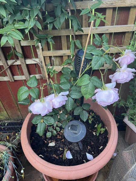 What is going on with my roses?