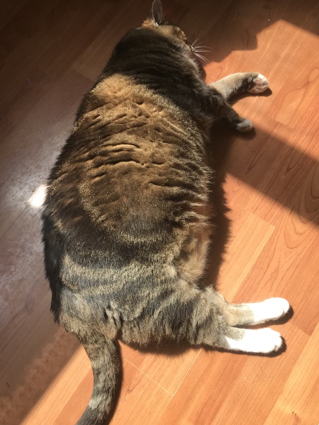 The One where TC moved to Scotland and joined the Excellent Cats