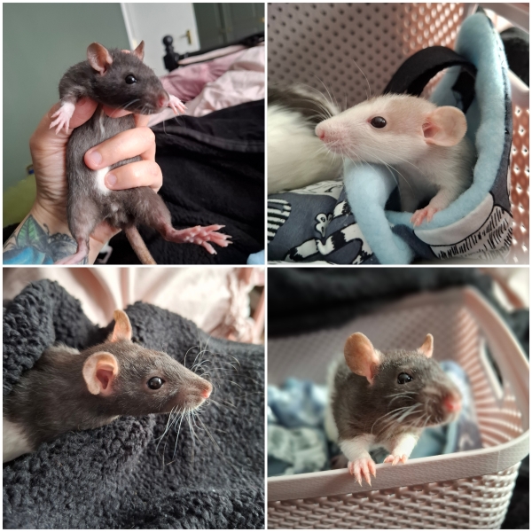 I have rats again