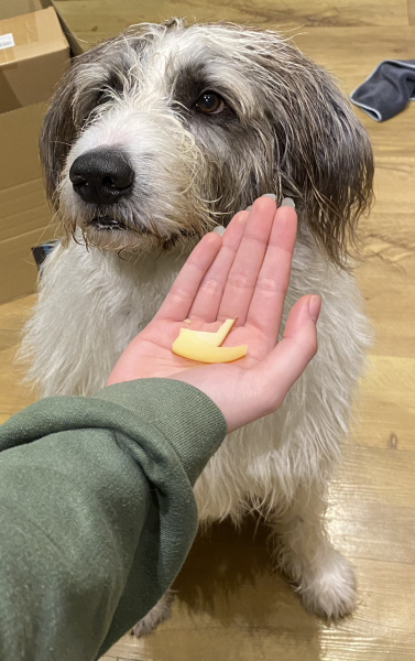 To ask you to come and celebrate your dog with me