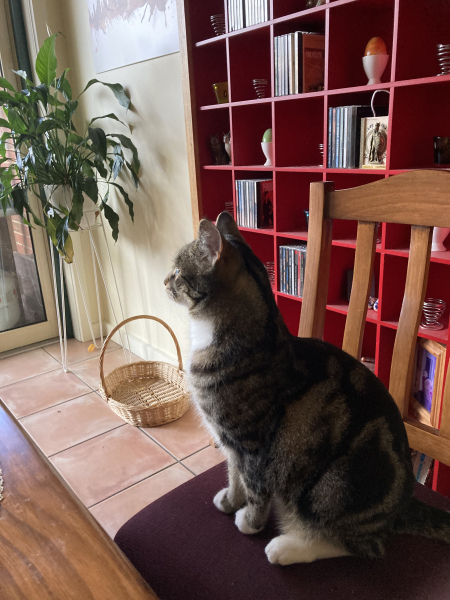 The One where TC moved to Scotland and joined the Excellent Cats