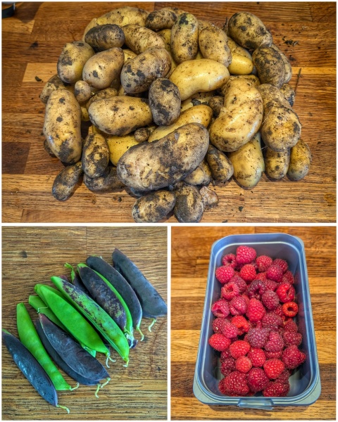 The Vegetable Patch 2024/2025