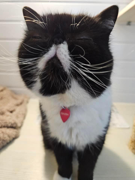 Magnificent Moustaches