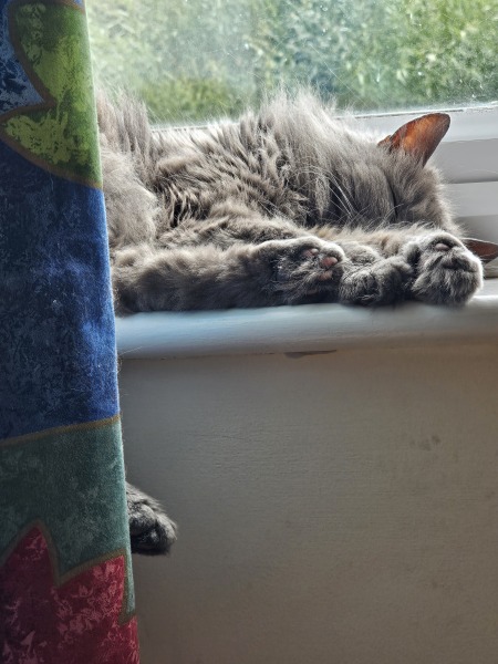 The One where TC moved to Scotland and joined the Excellent Cats