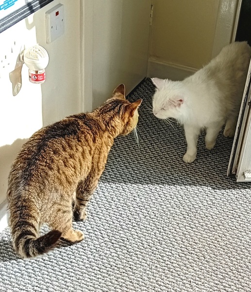 The One where TC moved to Scotland and joined the Excellent Cats