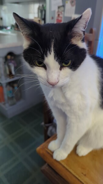 I rescued a cat today