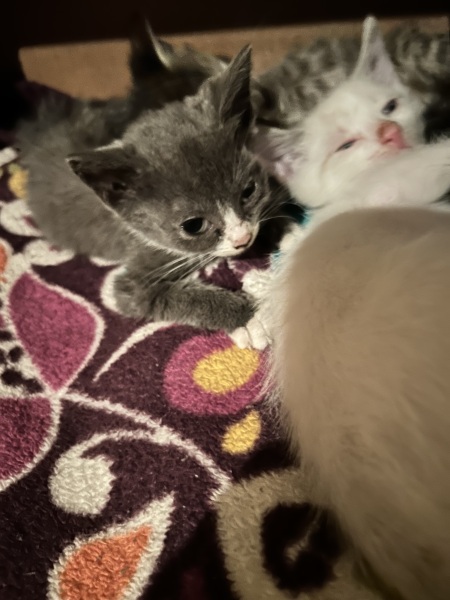 Day 1 or 1000 all welcome on the tulips and snowdrops thread 🌷