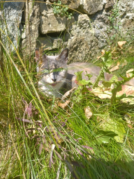 The One where TC moved to Scotland and joined the Excellent Cats