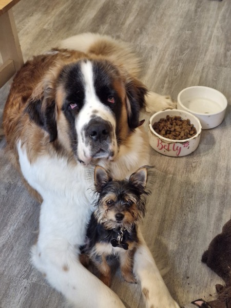 Share Your Dog Stories and Photos! 🐾 Chance to Win £100!