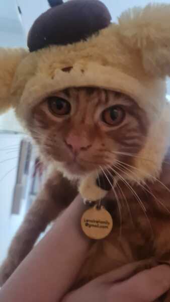 Cat photos