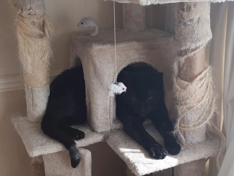 My cat ‘hiding’…. Anyone else have this??