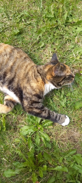 Thread 3 Starmer:  Digging has started, bigger shovel required