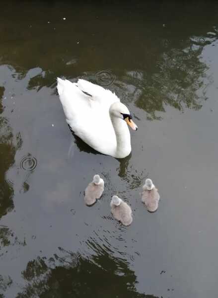 Passports, buckets and spades - the Excellent Cats go on their holidays