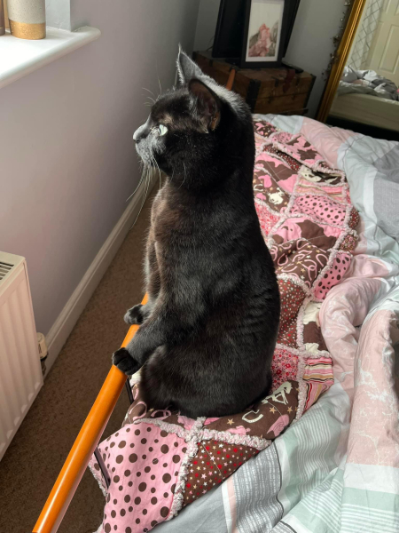 Tell me about having a house cat