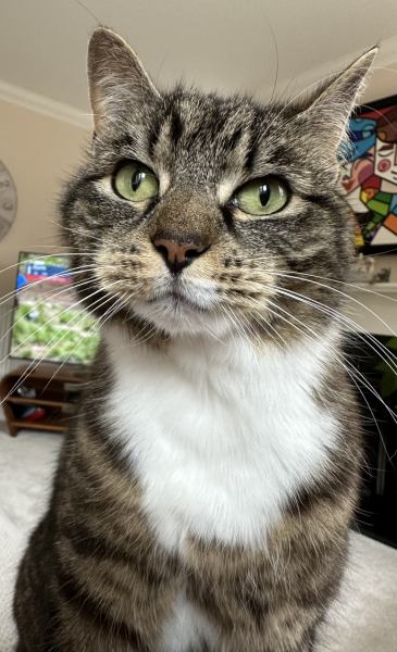 Are these mackerel tabby markings?