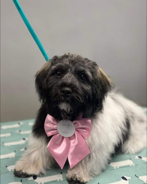 To ask you to come and celebrate your dog with me