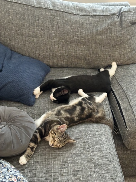 Weird experience getting rescue cats