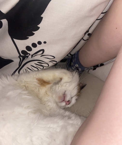 Anyone else's cat sleep UNDER the duvet?!