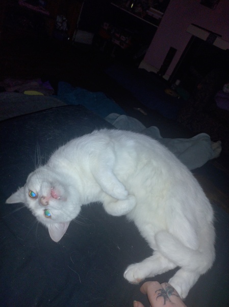 The One where TC moved to Scotland and joined the Excellent Cats