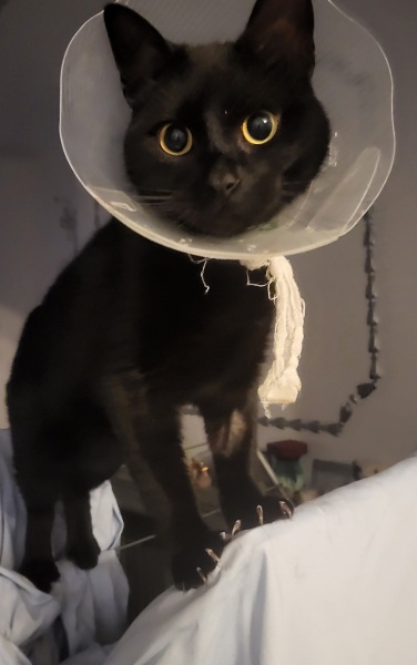 Birthday cat