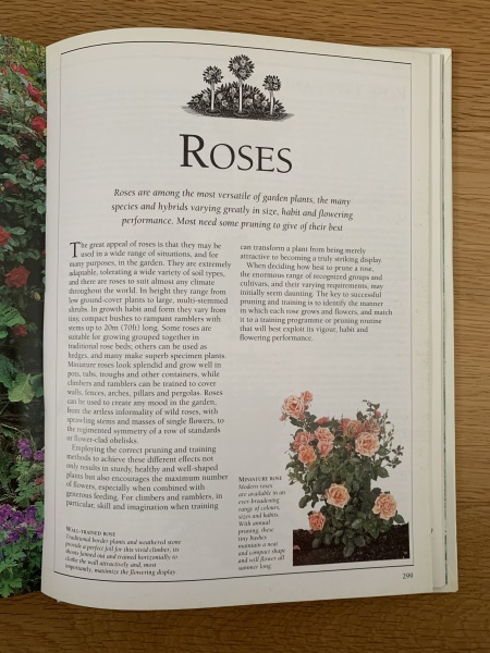 Bare root roses struggling this year?