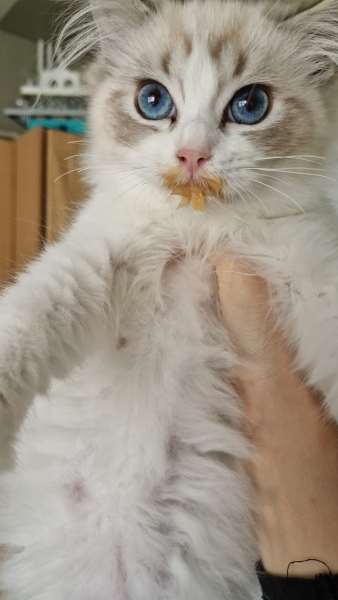 Cat photos