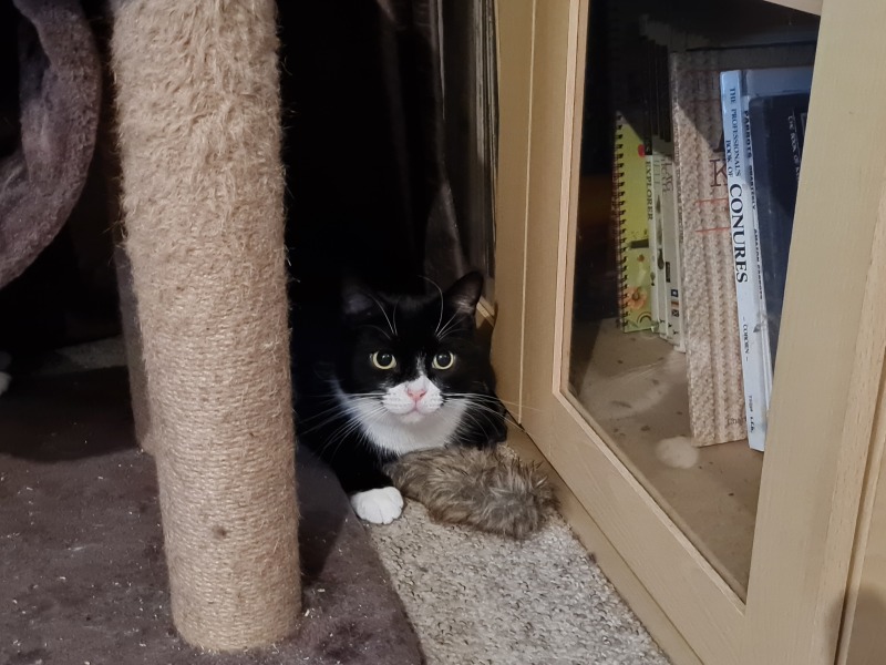I rescued a cat today