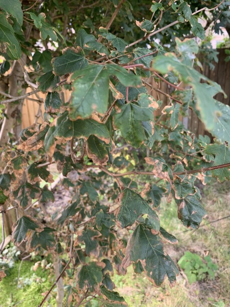 What’s wrong with this tree?