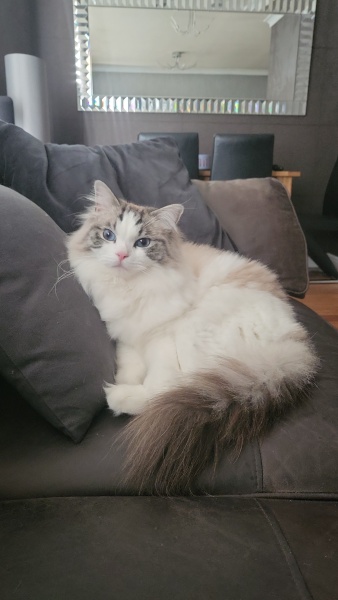 Tell me about having a house cat