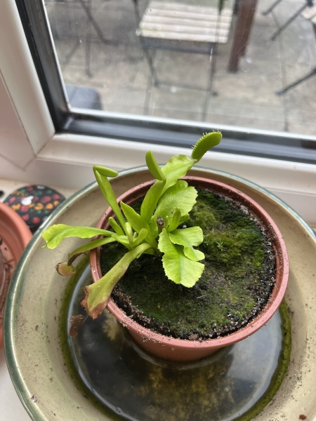 Failing Venus fly trap.