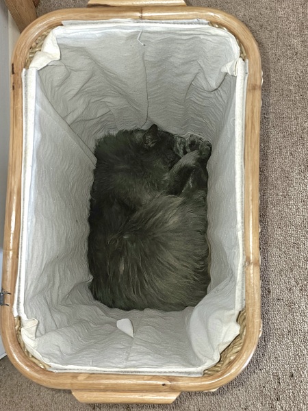 The One where TC moved to Scotland and joined the Excellent Cats