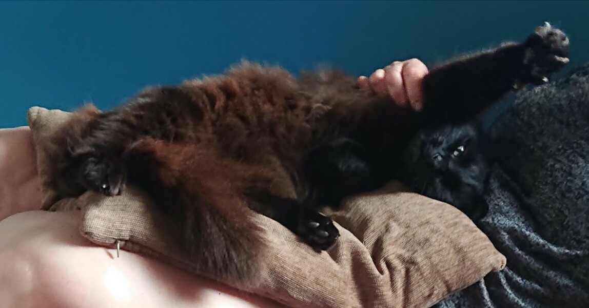 Passports, buckets and spades - the Excellent Cats go on their holidays