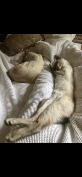 The One where TC moved to Scotland and joined the Excellent Cats