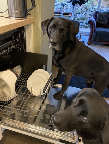 To ask you to come and celebrate your dog with me